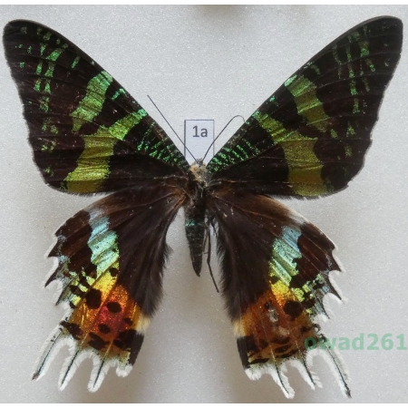 Chrysiridia rhipheus (Drury, 1773) Madagascar 84mm1a